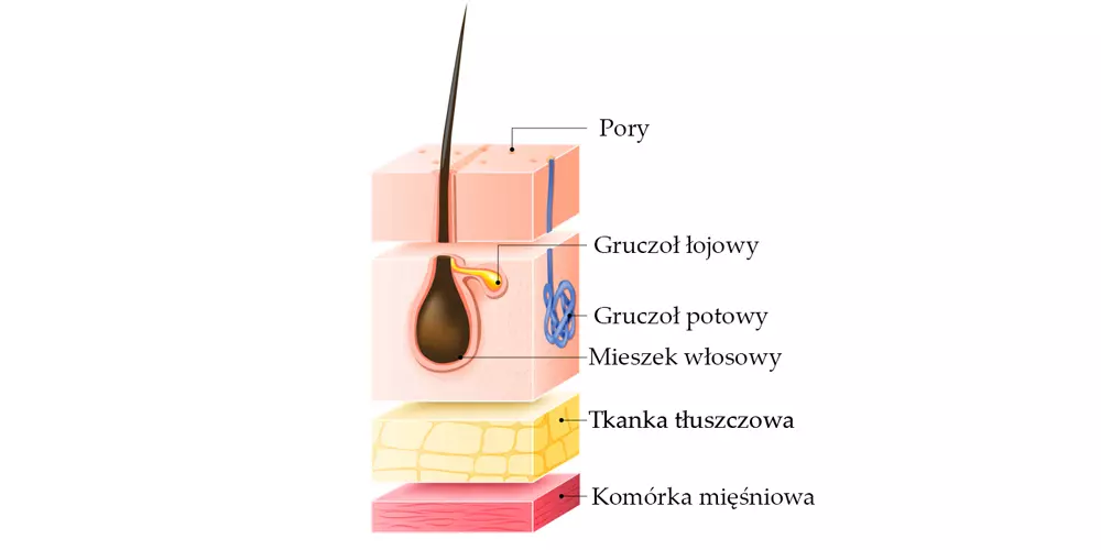 anatomia włosa