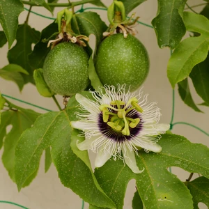 Olejek z męczennicy